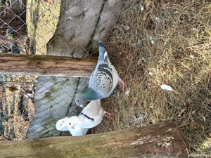 porumbei voiajori - imagine 5