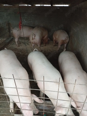 Porci de vânzare  - imagine 3