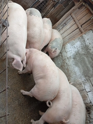 Porci de vânzare  - imagine 2