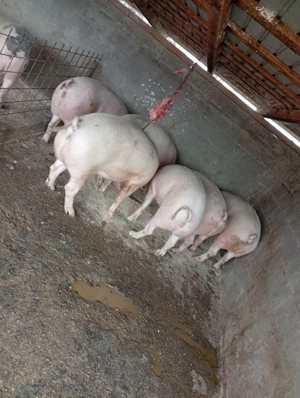 Porci de vânzare  - imagine 4