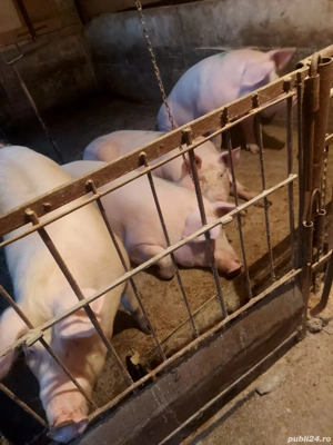 vand porci  - imagine 4