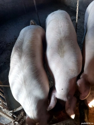 vand porci  - imagine 3