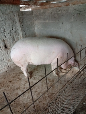 Porci de vânzare  - imagine 2