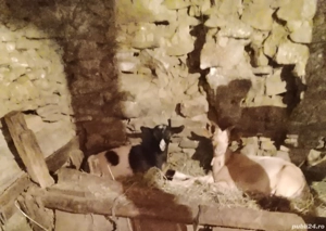 vând doi tapi de tăiat sau de tinut mai multe detalii în privat 