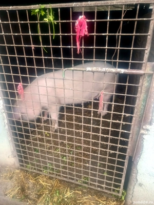 Porci pentru sacrificat