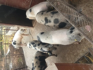 Vand porci .de sacrificat