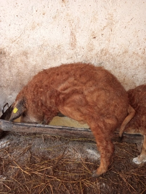 Godaci mangalița varietatea roșu la 40 de kg - imagine 3