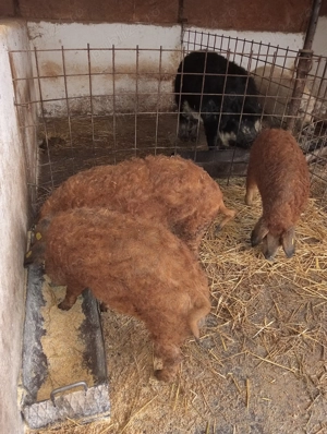 Godaci mangalița varietatea roșu la 40 de kg - imagine 2