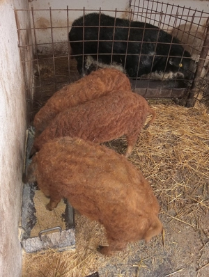 Godaci mangalița varietatea roșu la 40 de kg - imagine 4