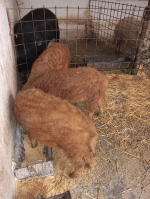 Godaci mangalița varietatea roșu la 40 de kg - imagine 5