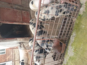 Vand porci .de sacrificat - imagine 2