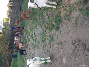 vand capre sannen  si alpina franceza  sau schimb cu vaca bună  - imagine 2