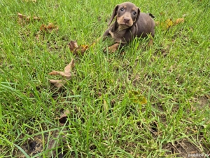 Teckel Dachshund  - imagine 3