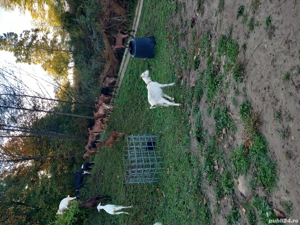 vand capre sannen  si alpina franceza  sau schimb cu vaca bună 