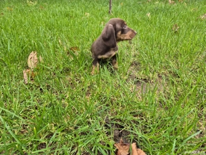 Teckel Dachshund  - imagine 5