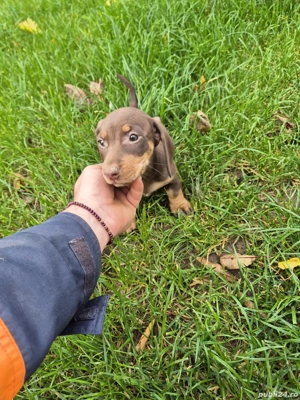 Teckel Dachshund  - imagine 2