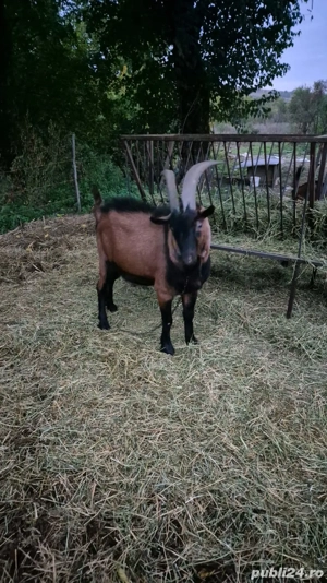 Vand tap Alpin Francez - imagine 2