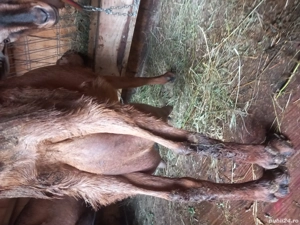 vand capre sannen  si alpina franceza  sau schimb cu vaca bună  - imagine 4