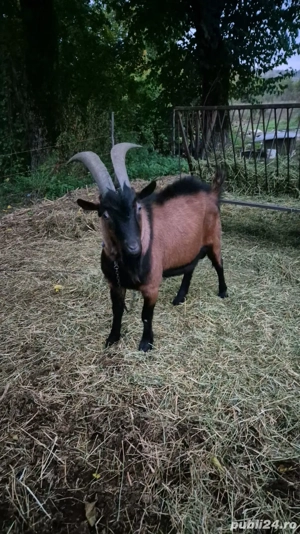 Vand tap Alpin Francez