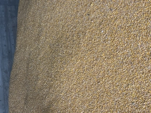 Porumb boabe uscat ,curat fără spărtură