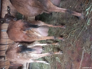 vand capre sannen  si alpina franceza  sau schimb cu vaca bună  - imagine 5