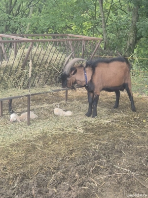 Vand tap Alpin Francez - imagine 4