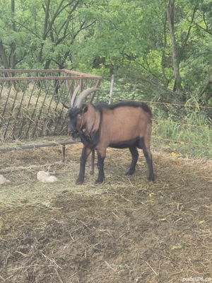 Vand tap Alpin Francez - imagine 3