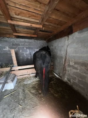 De vanzare!! - imagine 2