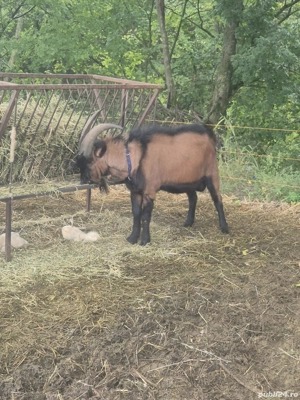 Vand tap Alpin Francez - imagine 5