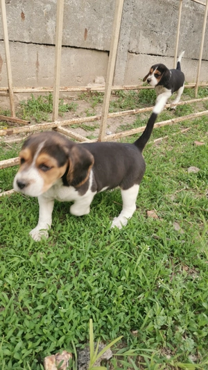 Cățelușa Beagle 