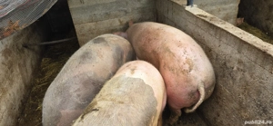 Porci de vanzare