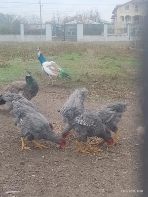 Vând cocoși paymond