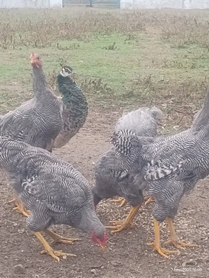 Vând cocoși paymond - imagine 3