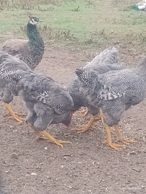 Vând cocoși paymond - imagine 2