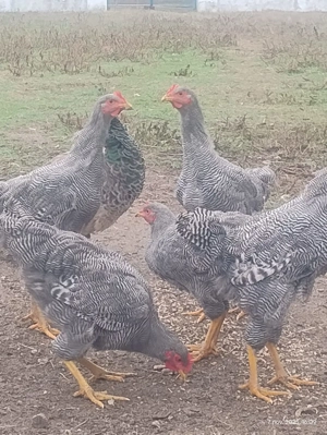 Vând cocoși paymond - imagine 4