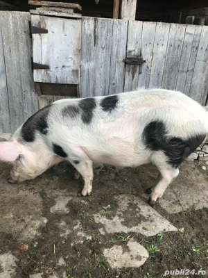 Porc de vanzare - imagine 2