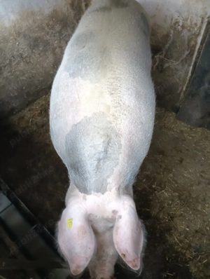 Vând scroafă Pietrein 