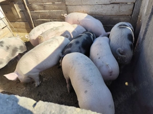 Vând porci grași detalii la tel 