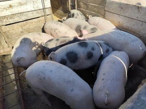 Vând porci grași detalii la tel  - imagine 2