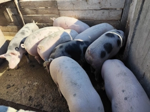 Vând carcasa de porc  - imagine 3