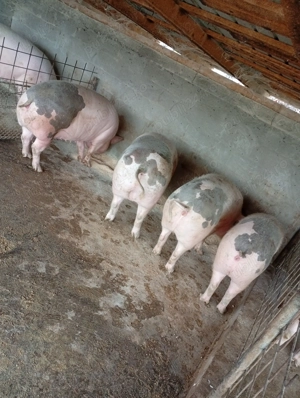 Porci de vânzare  - imagine 3