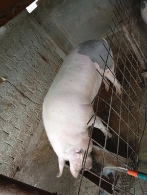 Porci de vânzare 
