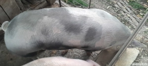 Vând porc  - imagine 3