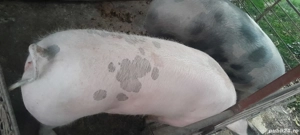 Vând porc  - imagine 5