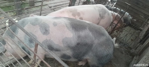 Vând porc  - imagine 4