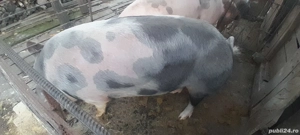 Vând porc  - imagine 2