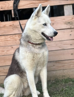 Husky spre adopție sterilizat