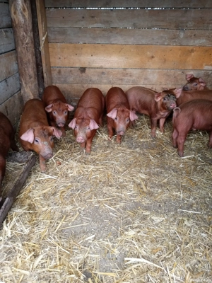 vant purcei - imagine 2