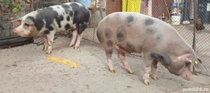 Porci de vanzare