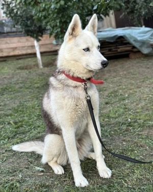 Metis de husky sterilizată  - imagine 2